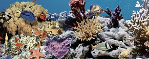 CeraDim Океан(Парус) Reef 2 Декор 20x50 см