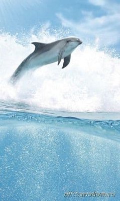 Cerrol Porto dolphins b Панно (из 4-х штук) 60x100