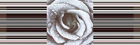 Absolut Keramika Aure Dеcor Rose 02 Декор 15x45