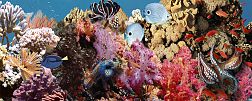 CeraDim Океан(Парус) Reef 1 Декор 20x50 см