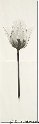 Polcolorit Tango DS Marrone Tulipan 1, 2 Декор 25х40