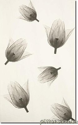 Polcolorit Tango DS Marrone Tulipany Декор 25х40