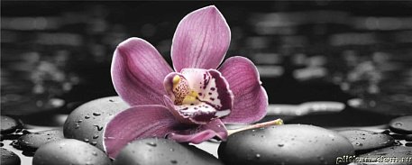 Mosplitka Lana Декор Спа Орхидея 1 20х50