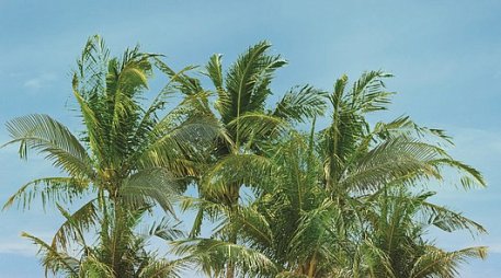 CeraDim Lagune Dec Palm Panno A Декор Панно 25х45 см