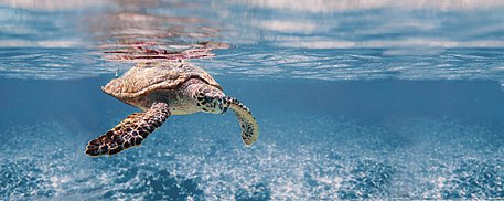 CeraDim Океан(Парус) Turtle Декор 20x50 см