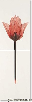 Polcolorit Tango DS Rosso Tulipan 1, 2 Декор 25х40