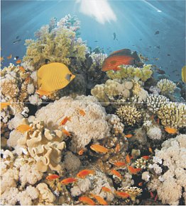 CeraDim Corals Panno Декор настенный Панно из 2-х шт 50х45 см