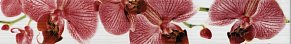 Кировская керамика (М-Квадрат) Фиори 267081 Орхидея Бордюр 6х40 см