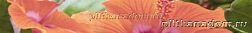 Cerrol Imperia Flora Listwa Бордюр 6,5х50 см
