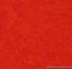 Forbo Marmoleum Real 3131 scarlet Линолеум натуральный 2,5 мм