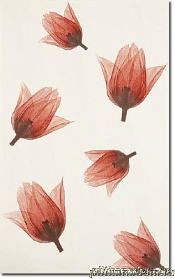 Polcolorit Tango DS Rosso Tulipan Декор 25х40