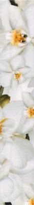 Керамин Энигма 3 Бордюр цветы 40х6,7