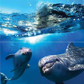 Ceramica Classic Waterlife Dolphins Панно 50x50 см