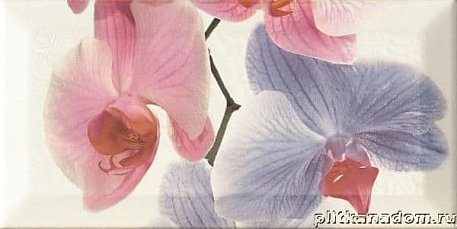 Monopole Bisel Decor Orchidea 2 Декор 10x20