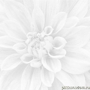 Laparet Sigma 36-05-00-463-0 Crisantemo Панно 60х60 (из 3-х плиток) см